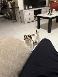 Reunited Female Dog last seen Lower arrow dr, Houston, TX 77086