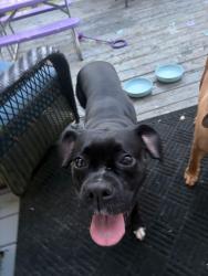Reunited Unknown Dog last seen Chenoweth Drive , Simpsonville, SC 29681