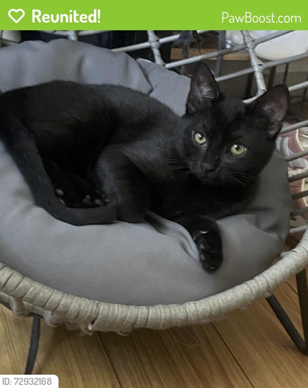 Reunited Female Cat last seen Budlong, Los Angeles, CA 90044