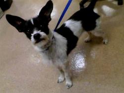 Reunited Male Dog last seen San Francisco , San Francisco, CA 94102
