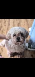 Reunited Unknown Dog last seen Main ave , Mastic, NY 11950
