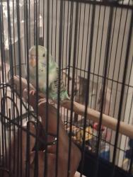 Lost Female Bird last seen Near cambridge st, Philadelphia, PA 19130
