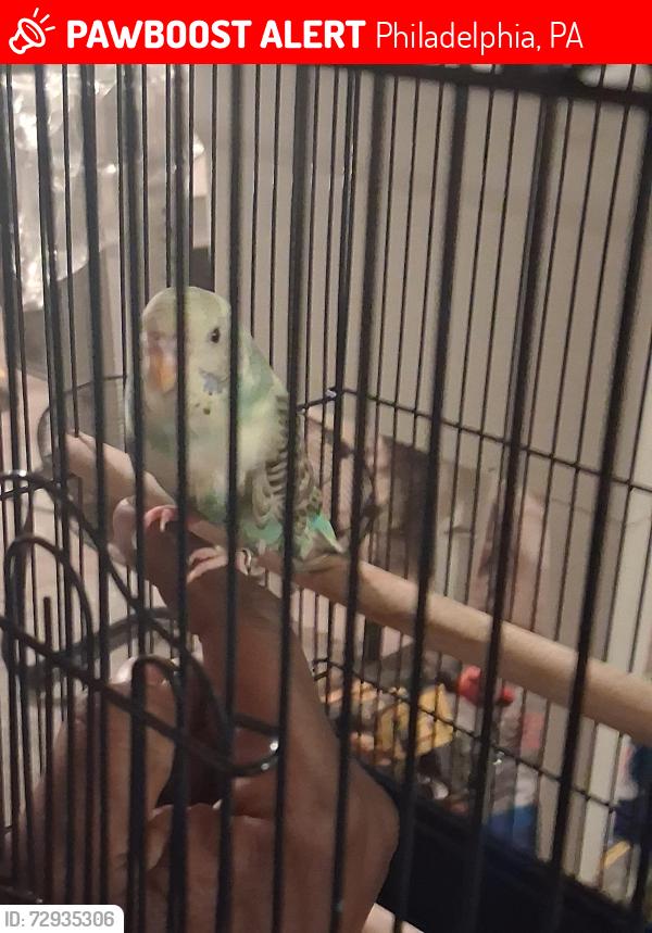 Lost Female Bird last seen Near cambridge st, Philadelphia, PA 19130