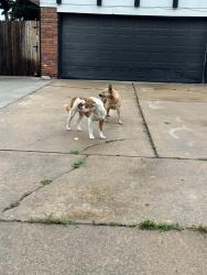Found/Stray Unknown Dog last seen hses , Tulsa, OK 74128