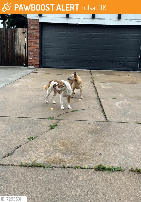 Found/Stray Unknown Dog last seen hses , Tulsa, OK 74128