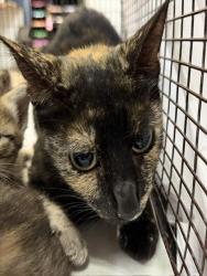 Shelter Stray Female Cat last seen Near BLOCK SW 62 ST, Doral, FL 33122