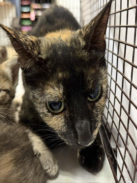 Shelter Stray Female Cat last seen Near BLOCK SW 62 ST, Doral, FL 33122