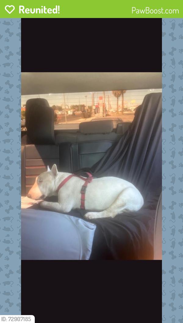 Reunited Male Dog last seen Nuevo Hueco Tanks; Purple Valley, Cyan Valley, Red Valley, Socorro, TX 79927