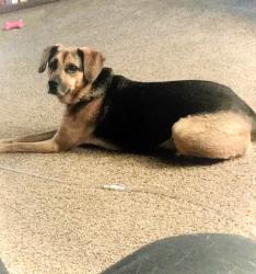 Reunited Male Dog last seen kaladar dr., London, ON N5V