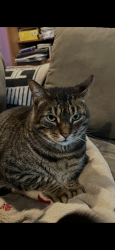 Lost Male Cat last seen Overbrook and Diamond st Hatfield pa, Hatfield Township, PA 19440