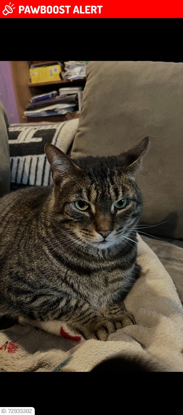 Lost Male Cat last seen Overbrook and Diamond st Hatfield pa, Hatfield Township, PA 19440
