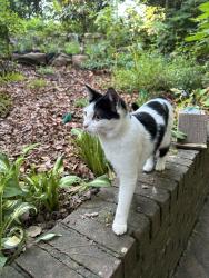 Lost Female Cat last seen Druid Hills High School, Atlanta, GA 30307