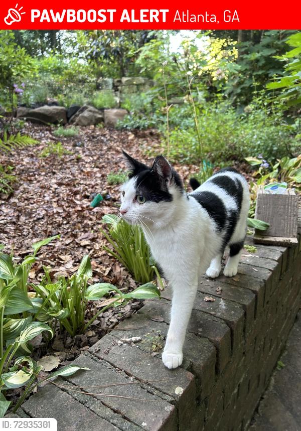 Lost Female Cat last seen Druid Hills High School, Atlanta, GA 30307