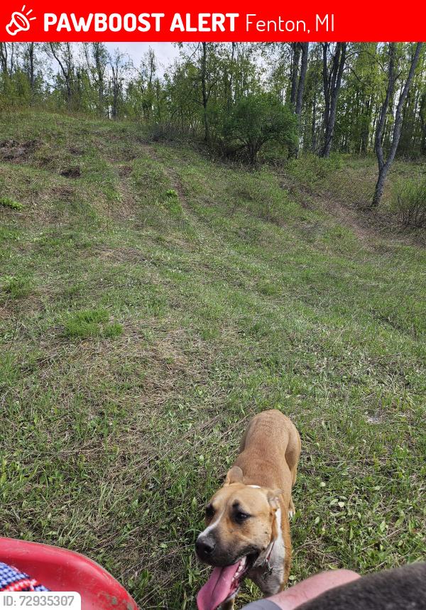 Lost Female Dog last seen White lake road & Carmer road// White lake road & Hartland road, Fenton, MI 48430