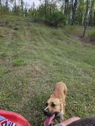 Lost Female Dog last seen White lake road & Carmer road// White lake road & Hartland road, Fenton, MI 48430