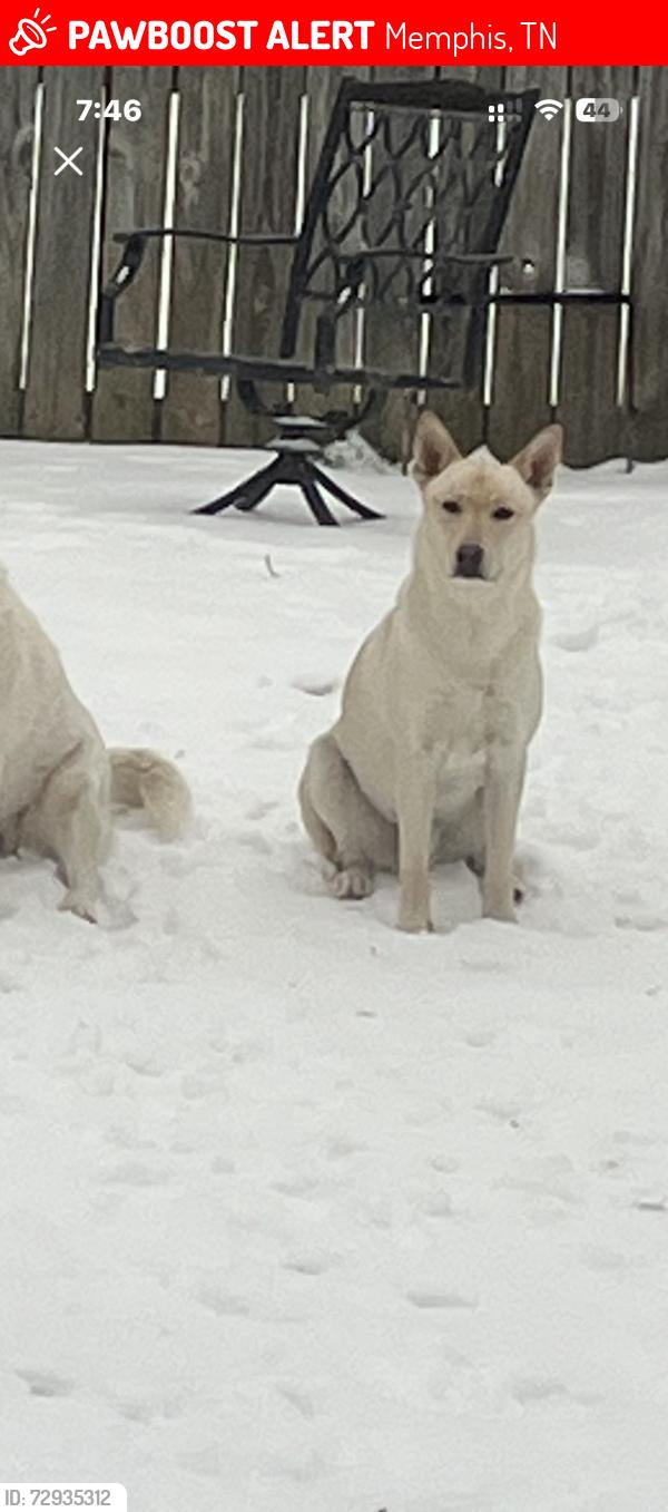 Lost Male Dog last seen Harpeth st , Memphis, TN 38134
