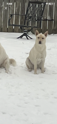 Lost Male Dog last seen Harpeth st , Memphis, TN 38134