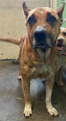 Shelter Stray Female Dog last seen 47TH AVE & WOODBINE AVE, Sacramento, CA 95818