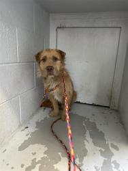 Shelter Stray Male Dog last seen 47TH AVE & WOODBINE AVE, Sacramento, CA 95818