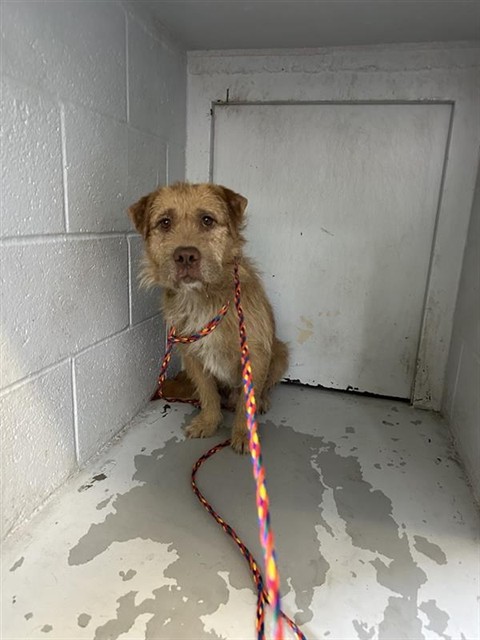 Shelter Stray Male Dog last seen 47TH AVE & WOODBINE AVE, Sacramento, CA 95818