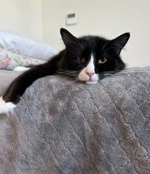 Reunited Male Cat last seen 5th St & Villa Woods Dr Turlock CA, Turlock, CA 95380