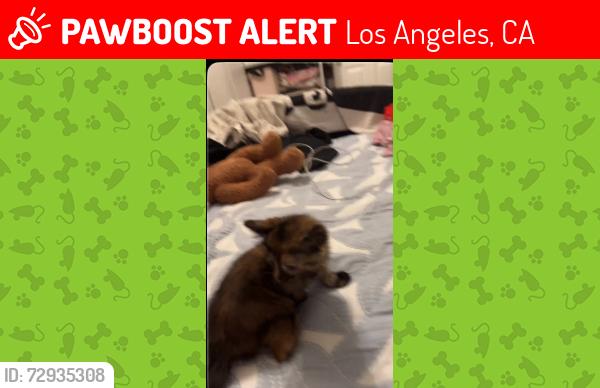 Lost Female Cat last seen Fair ave, Los Angeles, CA 91606