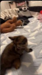 Lost Female Cat last seen Fair ave, Los Angeles, CA 91606