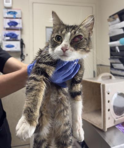 Shelter Stray Female Cat last seen Near BLOCK ALTURA DR, RIVERSIDE CA 92507, Jurupa Valley, CA 92509