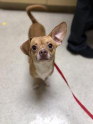 Shelter Stray Male Dog last seen Near BLOCK WOODROSE ST, JURUPA VALLEY, CA 92509, Jurupa Valley, CA 92509