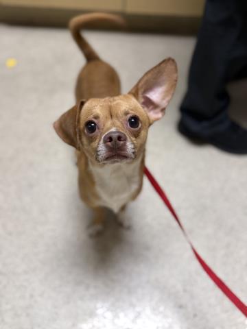 Shelter Stray Male Dog last seen Near BLOCK WOODROSE ST, JURUPA VALLEY, CA 92509, Jurupa Valley, CA 92509