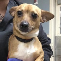 Shelter Stray Male Dog last seen Near BLOCK WOODROSE ST, JURUPA VALLEY, CA 92509, Jurupa Valley, CA 92509