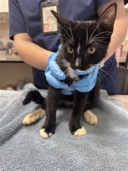 Shelter Stray Male Cat last seen LAGUNA PARK DR / RED DOG CREEK DR, Elk Grove, CA 95624