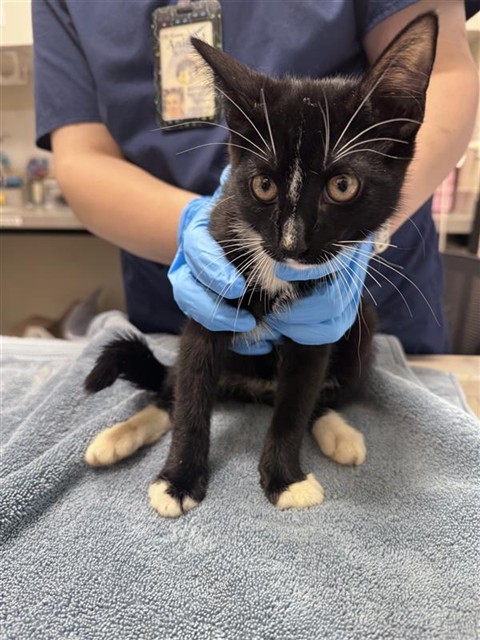 Shelter Stray Male Cat last seen LAGUNA PARK DR / RED DOG CREEK DR, Elk Grove, CA 95624
