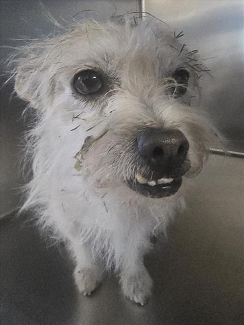 Shelter Stray Male Dog last seen , San Pedro, CA 90731