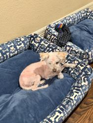 Lost Male Dog last seen Hornwood Drive and Renwick , Houston, TX 77074
