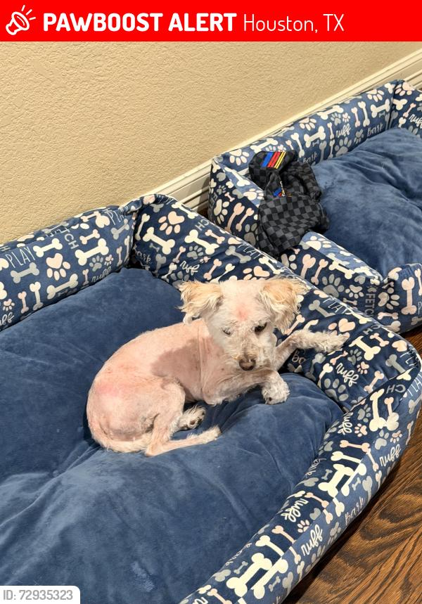 Lost Male Dog last seen Hornwood Drive and Renwick , Houston, TX 77074