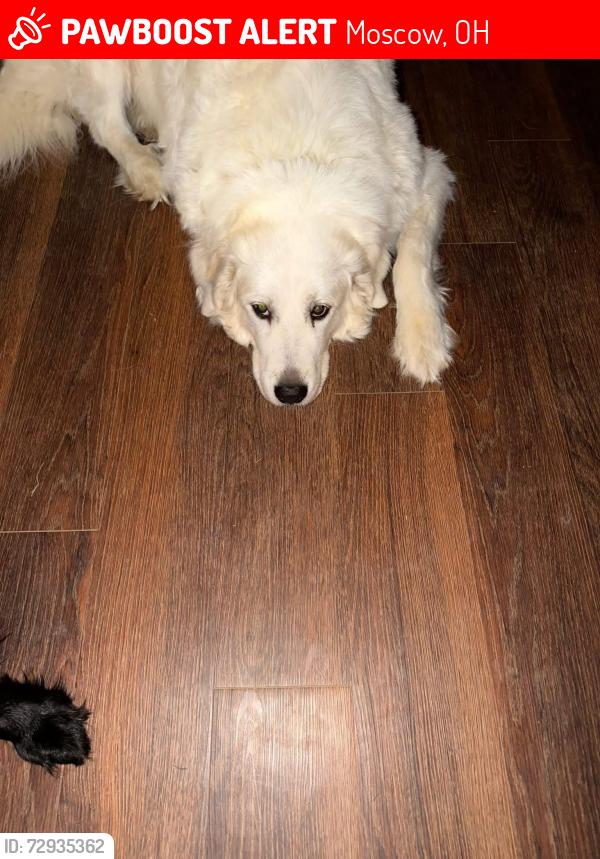 Lost Female Dog last seen Eagle Point, Moscow, OH 45153