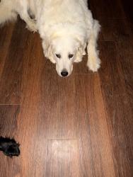 Lost Female Dog last seen Eagle Point, Moscow, OH 45153