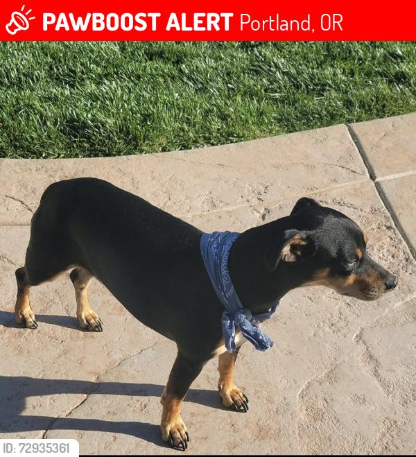 Lost Male Dog last seen SW 45th and SW Arnold, SW Capital HWY, SW Buddingtom, Portland, OR 97219