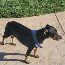Lost Male Dog last seen SW 45th and SW Arnold, SW Capital HWY, SW Buddingtom, Portland, OR 97219