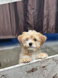 Lost Male Dog last seen Josephine St, Long beach Blvd, State st, Lynwood, CA 90262