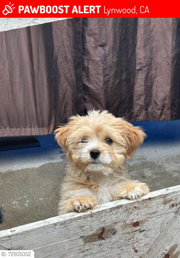 Lost Male Dog last seen Josephine St, Long beach Blvd, State st, Lynwood, CA 90262