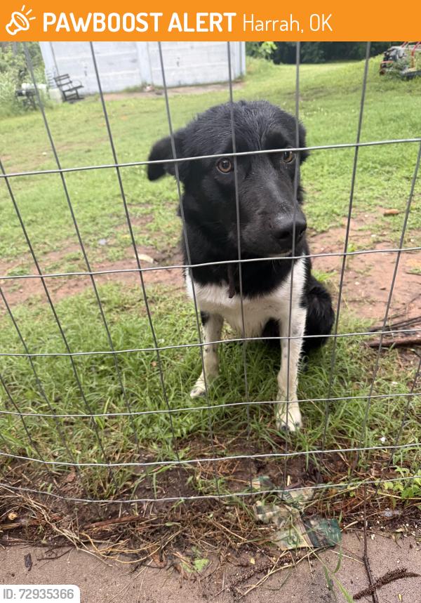 Found/Stray Male Dog last seen Harrah road and 23rd st, Harrah, OK 73045