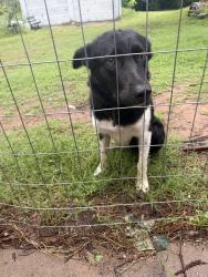 Found/Stray Male Dog last seen Harrah road and 23rd st, Harrah, OK 73045