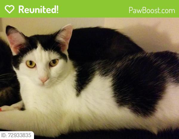 Reunited Female Cat last seen Sea Castle Hotel, New Port Richey, FL 34652
