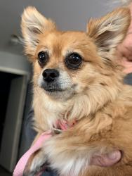 Found/Stray Female Dog last seen Holmes blvd and Grovers, Phoenix, AZ 85053