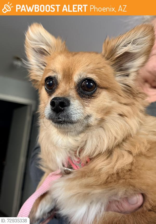 Found/Stray Female Dog last seen Holmes blvd and Grovers, Phoenix, AZ 85053