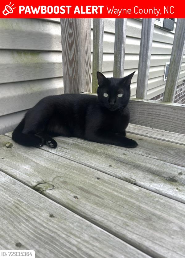 Lost Male Cat last seen Down the road from bear creek ests trailer park , Wayne County, NC 28551