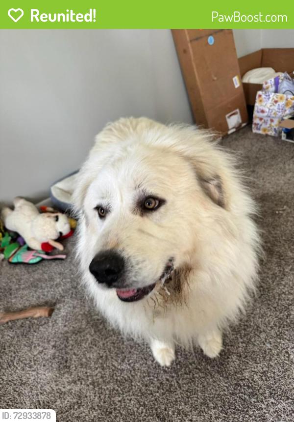 Reunited Unknown Dog last seen In Edgewood park addition off Washington center , Fort Wayne, IN 46818