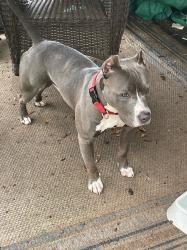 Reunited Male Dog last seen Bear terra mobile Al , Mobile, AL 36602